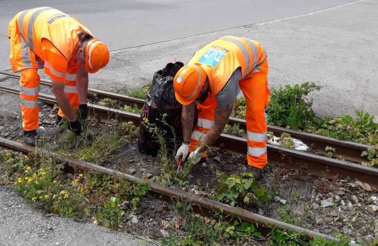 Invasive Neophyten. Wir helfen mit!