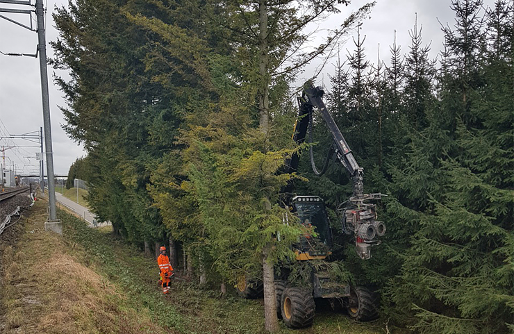 3.5 Die Bäume waren zuvor eine Gefahr für die Fahrleitungen