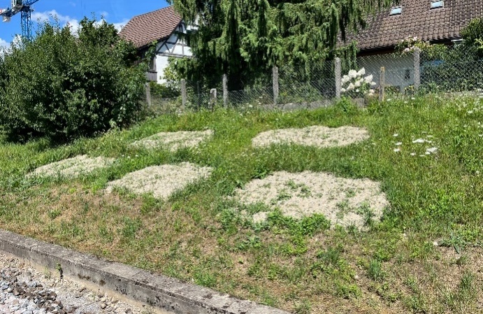 FbE 24 Marthalen - Dachsen